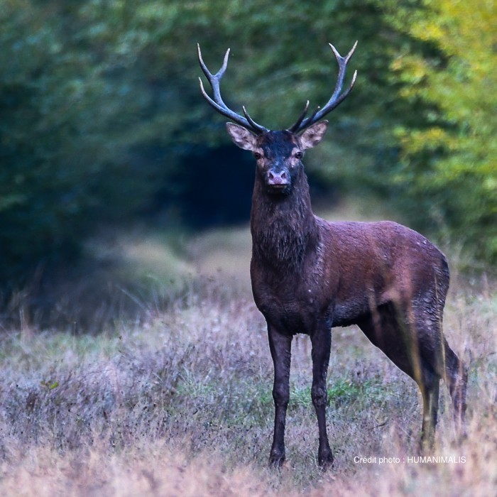 Soirée brame du cerf à la lanterne pour 2 personnes