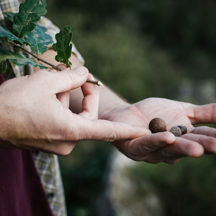 1/2 journée de Découverte des plantes sauvages + dégustation des plantes 