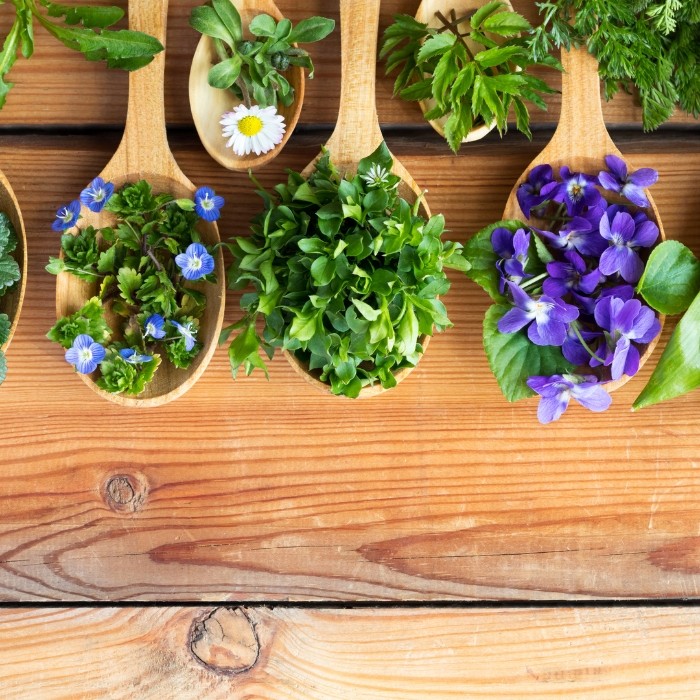 Une consultation en Naturopathie de 1h + 1h30 de marche en forêt sur le thème de la flore locale pour 1 personne 