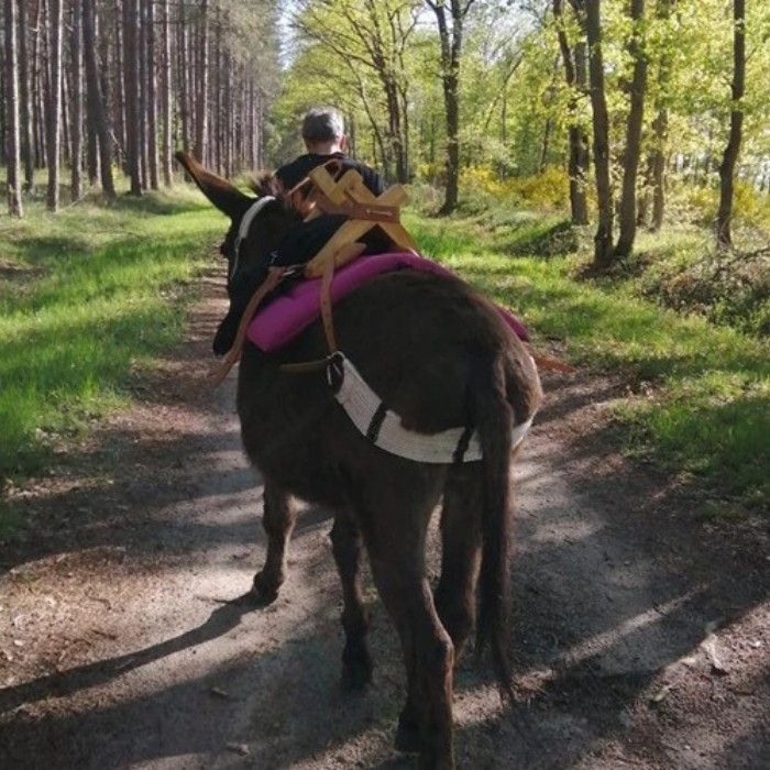 1 journée randonnée avec les ânes pour 1 personne