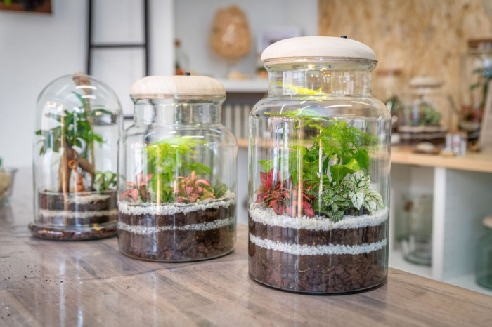 Atelier Composition de terrarium à Caluire et Cuire – 2h - Végétal