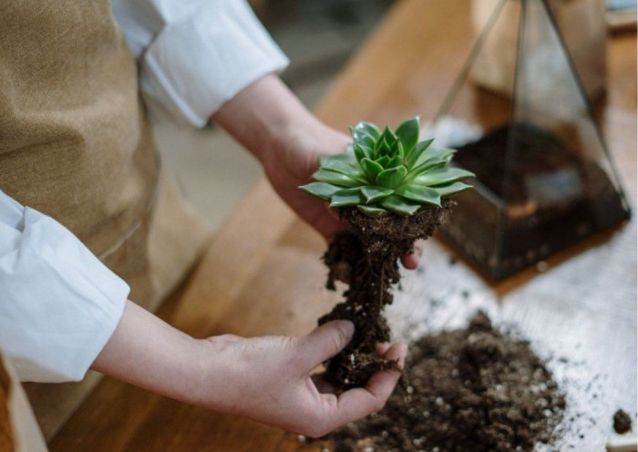 Atelier Composition de terrarium à Cagnes-sur-Mer – 2h - Végétal