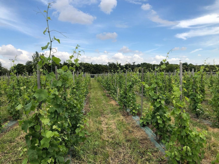 Atelier Viticulture/Oenologie à Paris – 3h - À boire