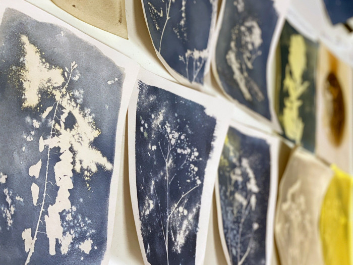 Atelier Cyanotype à Lucé – 2h - Papier