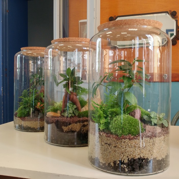 Atelier Composition de terrarium à Rennes – 2h - Végétal