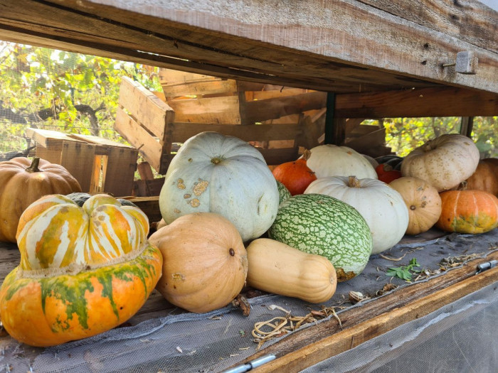 Atelier Cueillette botanique/Maraîchage à Montpellier – 8h - Agriculture