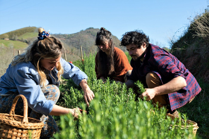 Atelier Cueillette botanique/Composition de thés et infusions à Bidarray – 3h - Cosmétique et bien-être