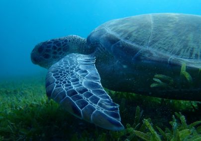 Matinique - tortue