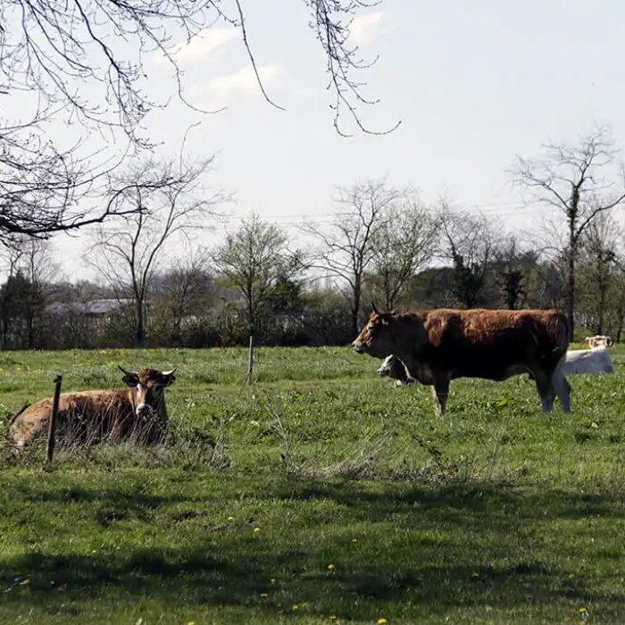 Les Roulottes de la Bosselerie