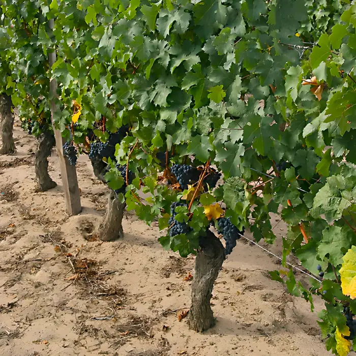 Domaine de la Chopinière du Roy
