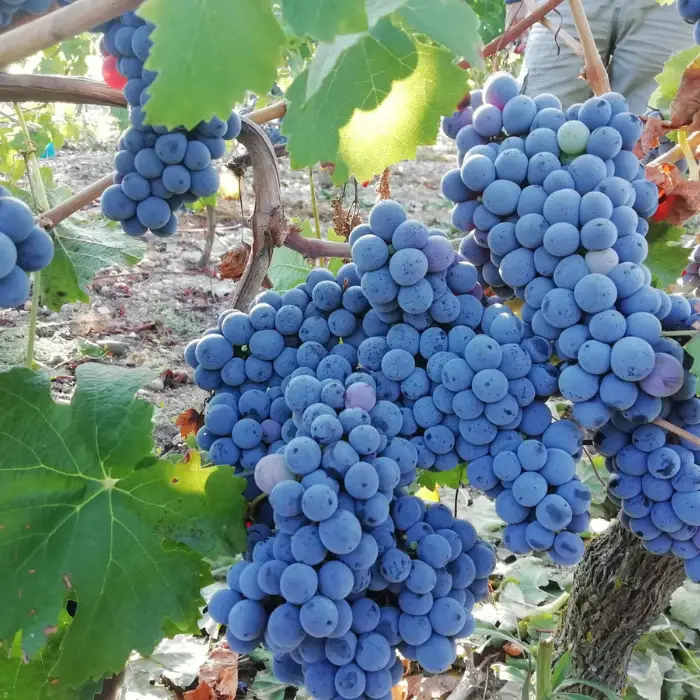 Domaine de la Chopinière du Roy