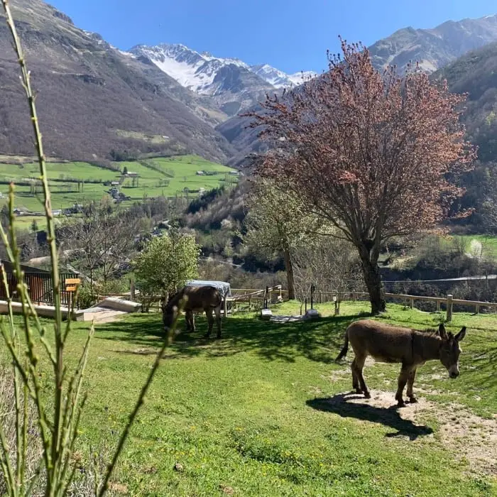 Camping les Tilleuls et Toy's Roulottes