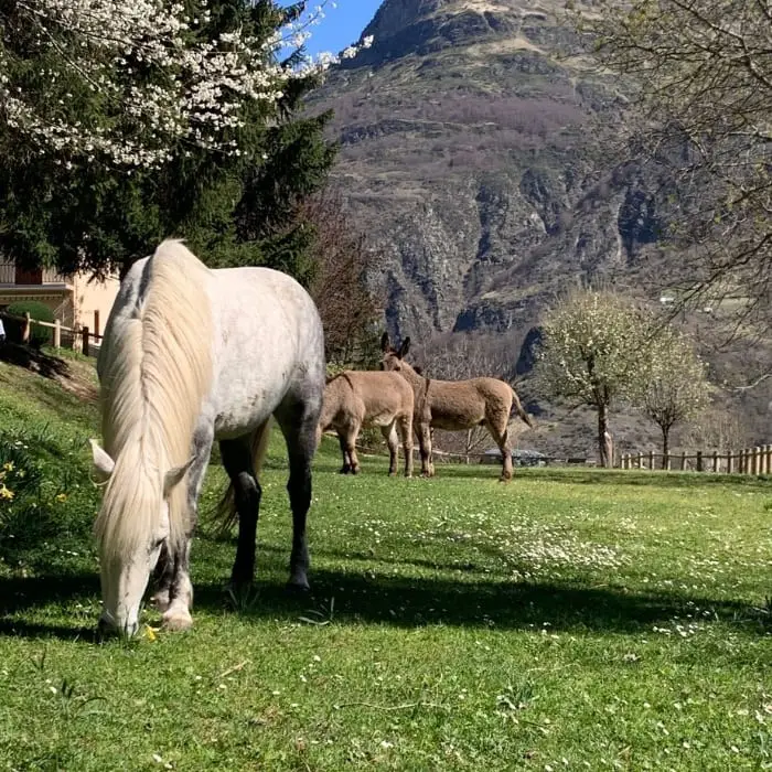 Camping les Tilleuls et Toy's Roulottes