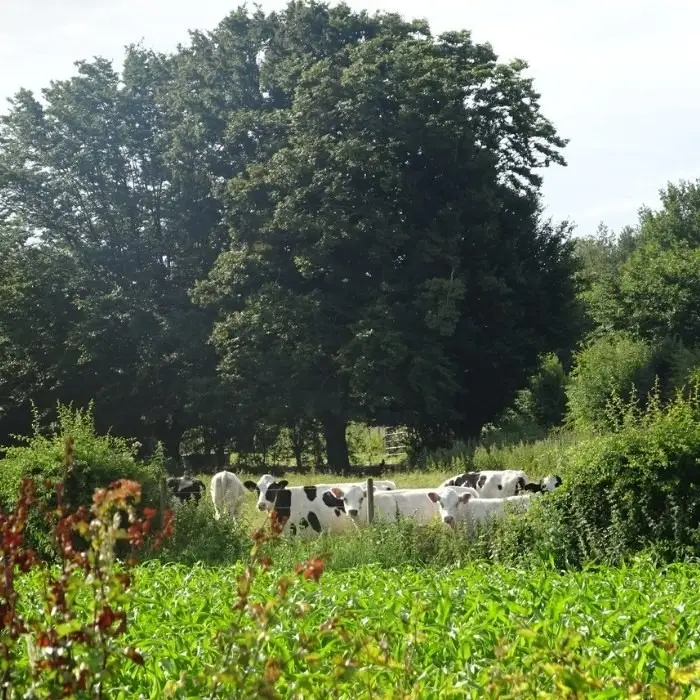 La Source de nos Racines