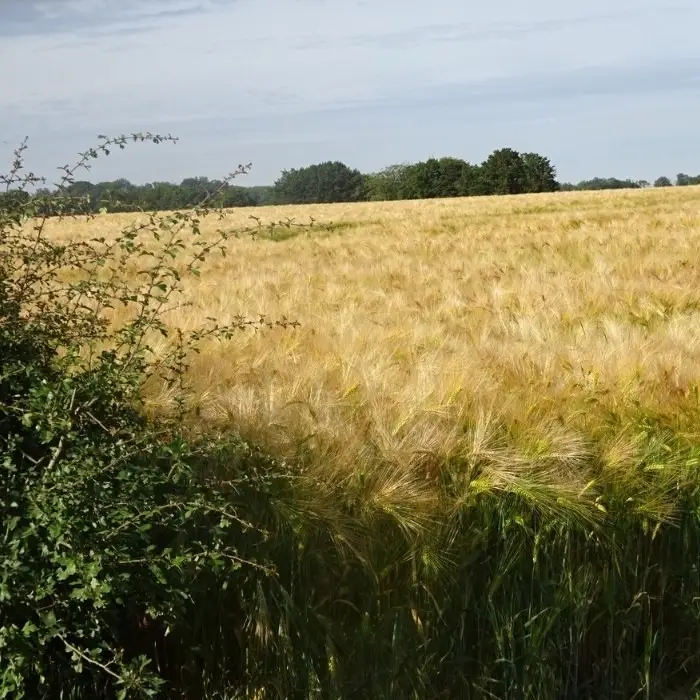 La Source de nos Racines