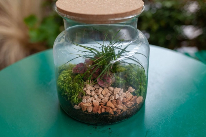 Atelier Végétal - Composition de terrarium à Lyon – 1h