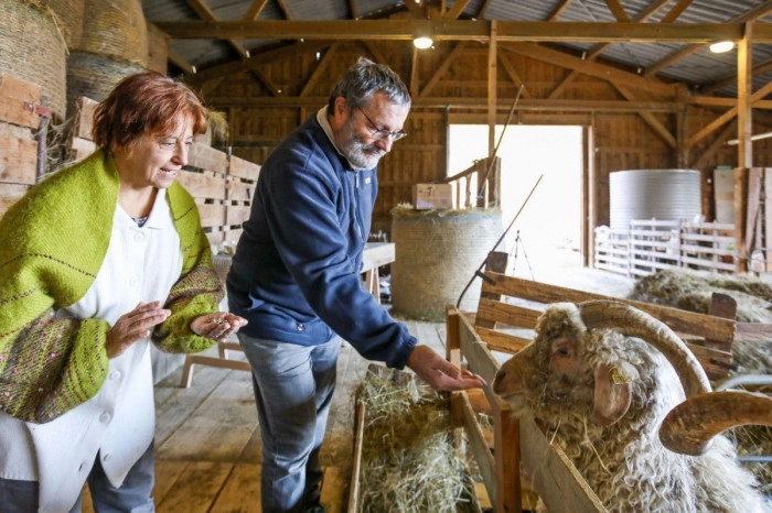 Atelier Agriculture - Elevage/Tricot à Belbèze-en-Comminges – 3h