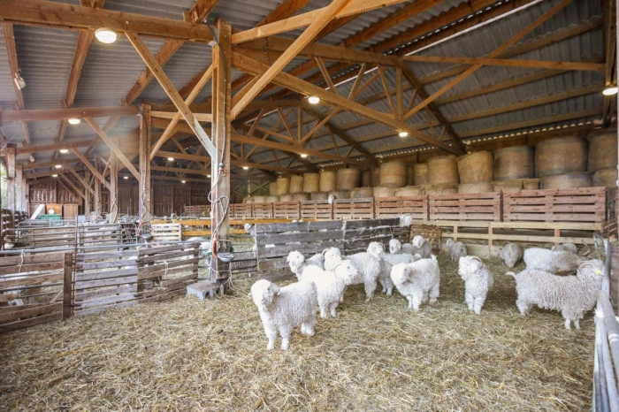 Atelier Agriculture - Elevage/Tricot à Belbèze-en-Comminges – 3h