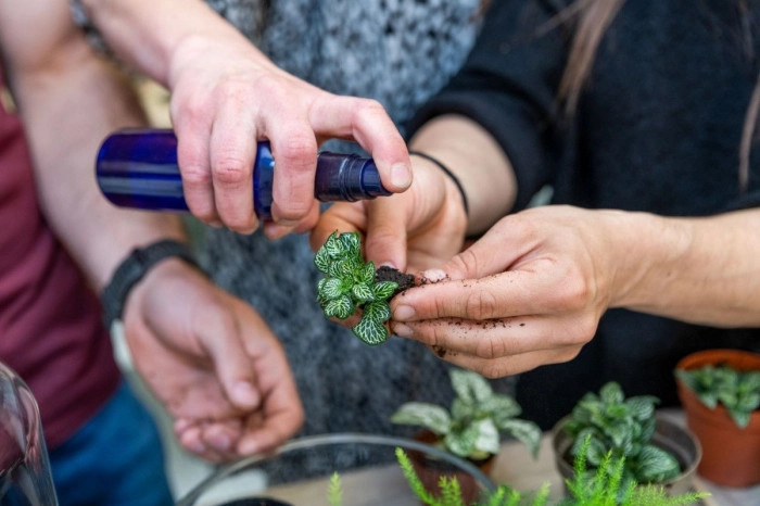 Atelier Végétal - Composition de terrarium à Caluire et Cuire – 2h