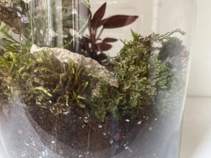 Atelier Végétal - Composition de terrarium à Cagnes-sur-Mer – 2h