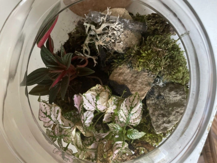 Atelier Végétal - Composition de terrarium à Cagnes-sur-Mer – 2h