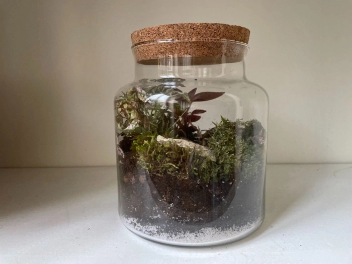 Atelier Végétal - Composition de terrarium à Cagnes-sur-Mer – 2h