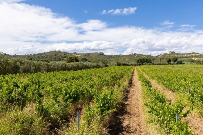 Atelier À boire - Viticulture/Oenologie/Vinification à La Fare-les-Oliviers – 2h