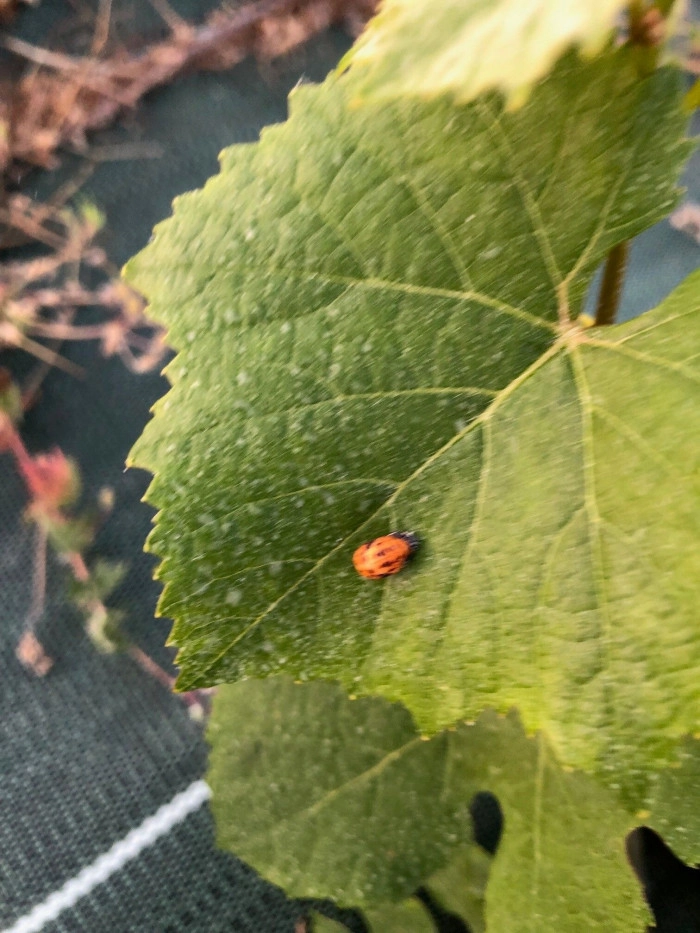 Atelier À boire - Viticulture/Oenologie à Paris – 3h