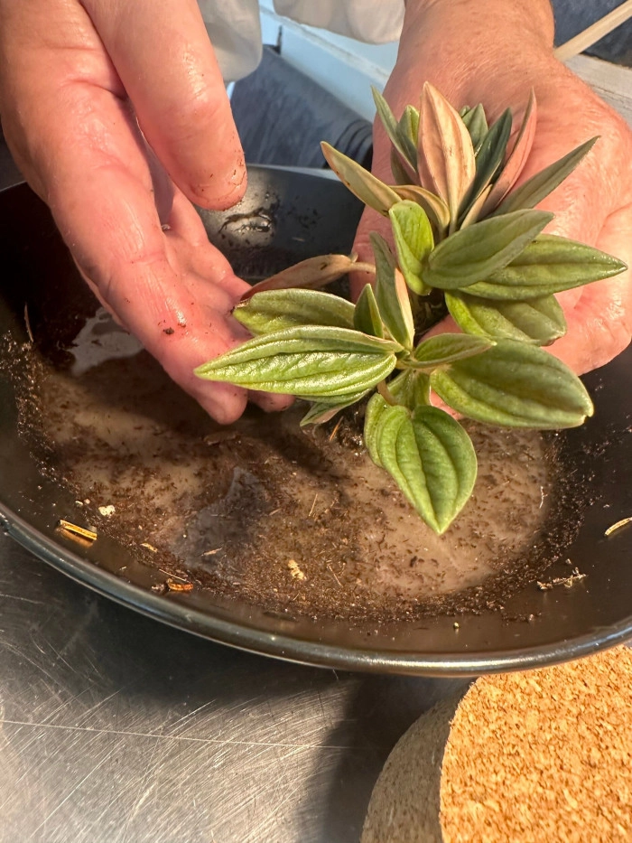 Atelier Végétal - Composition de terrarium à Bayonne – 1h