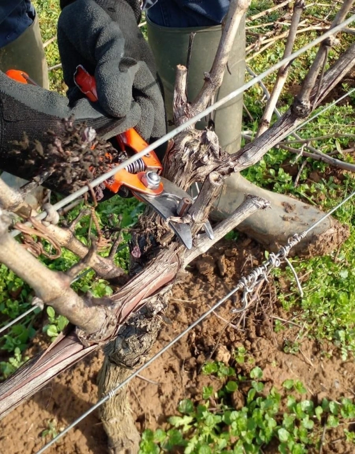 Atelier Agriculture - Viticulture/Oenologie à Lansargues – 3h
