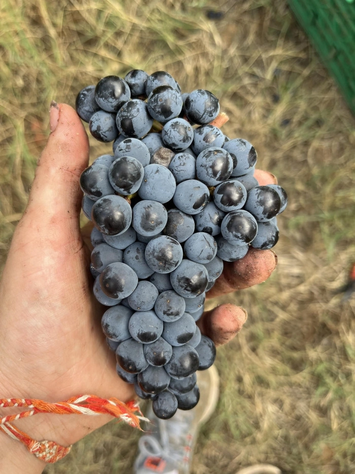 Atelier Agriculture - Viticulture/Oenologie à Lansargues – 3h