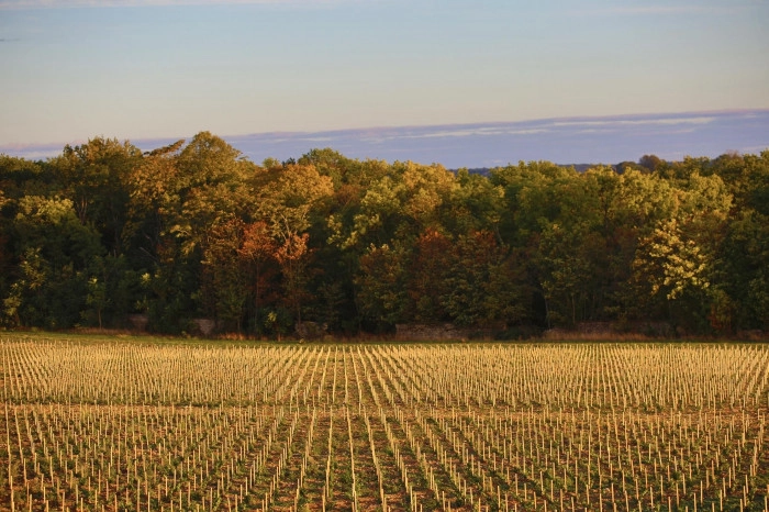 Atelier À boire - Vinification/Viticulture/Oenologie à Davron – 2h