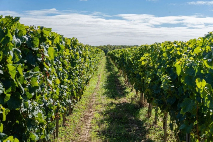 Atelier À boire - Vinification/Viticulture/Oenologie à Davron – 2h