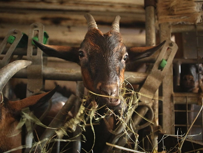 Atelier À manger - Elevage/Fromagerie et crèmerie à Gourdon – 4h