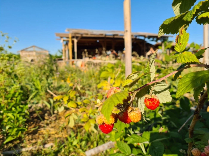 Atelier Agriculture - Cueillette botanique/Maraîchage à Montpellier – 8h