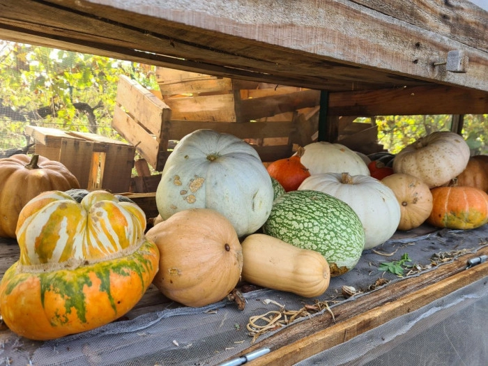 Atelier Agriculture - Cueillette botanique/Maraîchage à Montpellier – 8h