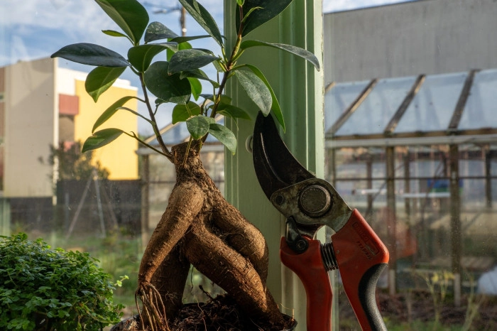 Atelier Végétal - Composition de terrarium à Rezé – 1h