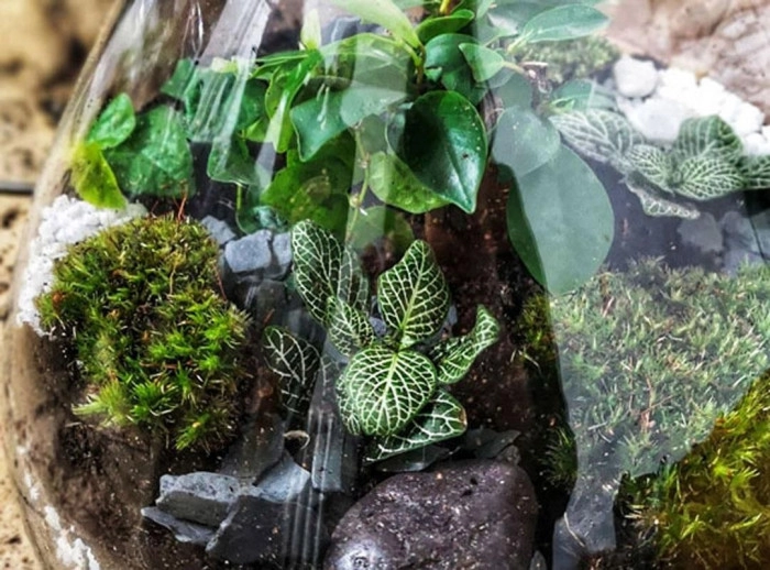 Atelier Végétal - Composition de terrarium à Paris – 1h