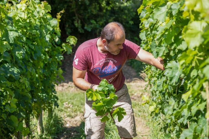 Atelier À boire - Viticulture/Oenologie/Vinification à Saint-Germain-de-la-Rivière – 5h