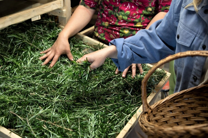 Atelier Cosmétique et bien-être - Cueillette botanique/Composition de thés et infusions à Bidarray – 3h