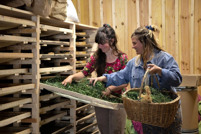 Atelier Cosmétique et bien-être - Cueillette botanique/Composition de thés et infusions à Bidarray – 3h