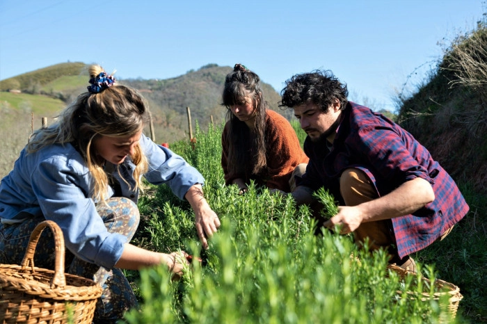 Atelier Cosmétique et bien-être - Cueillette botanique/Composition de thés et infusions à Bidarray – 3h
