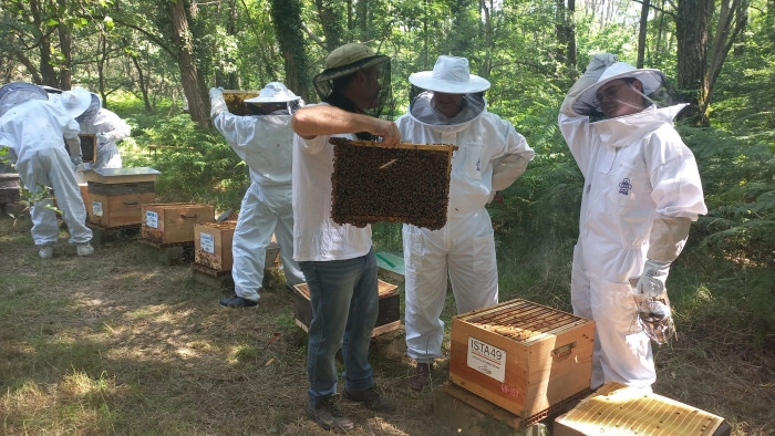 Atelier Agriculture - Apiculture à Vivy – 3h
