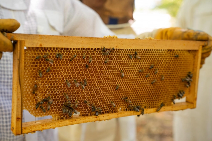 Atelier Agriculture - Apiculture à Pourchères – 2h