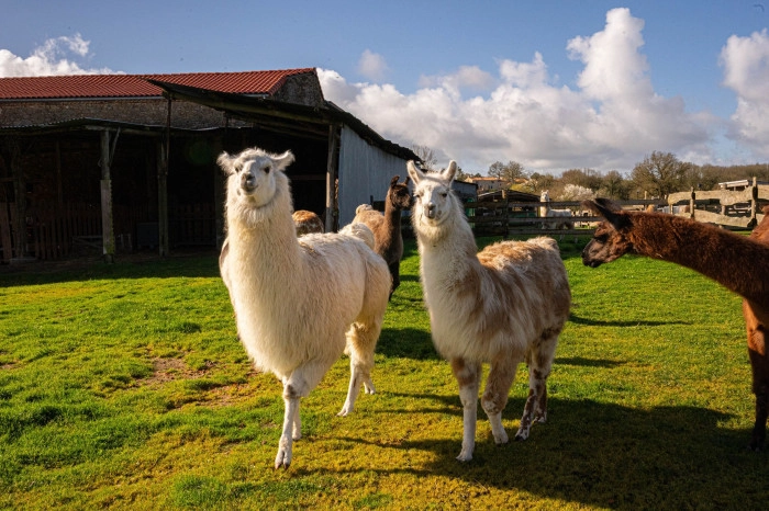 Atelier Agriculture - Filage du textile/Elevage à Le Poiré-sur-Vie – 3h