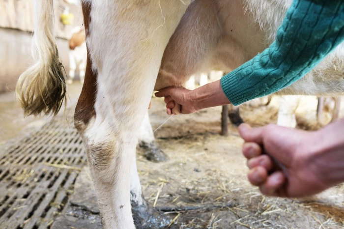 Atelier Agriculture - Fromagerie et crèmerie à Isigny-le-Buat – 3h