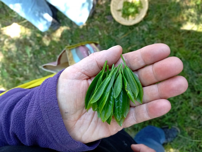 Atelier Agriculture - Maraîchage à Treffieux – 3h